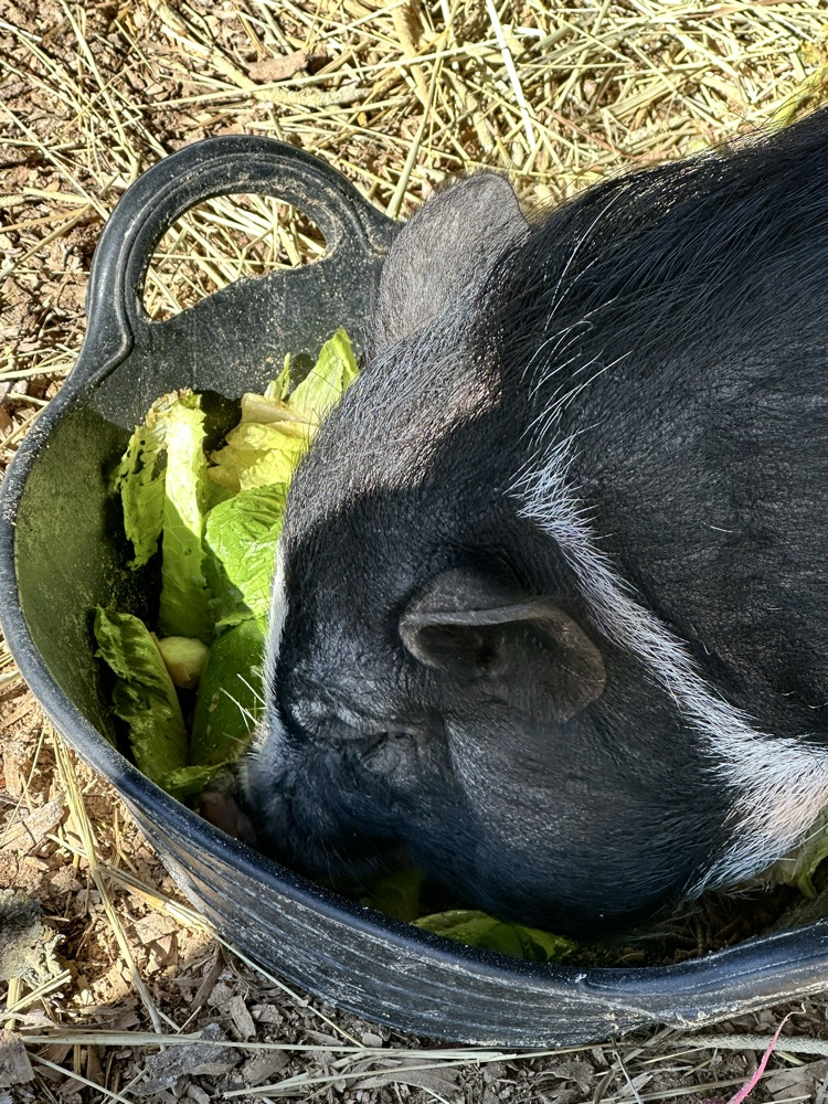 pig