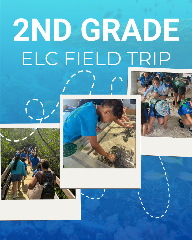 2nd grade ELC
