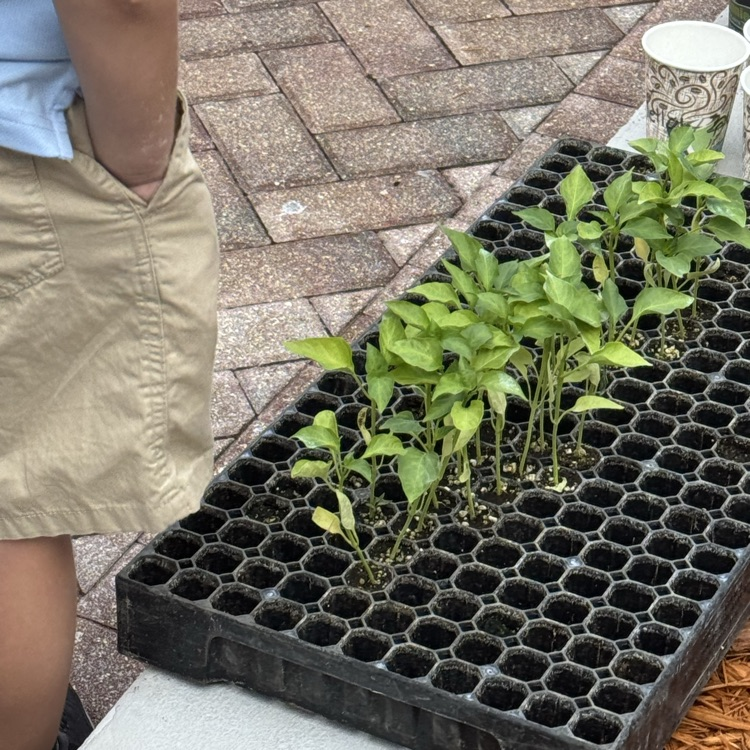 planting