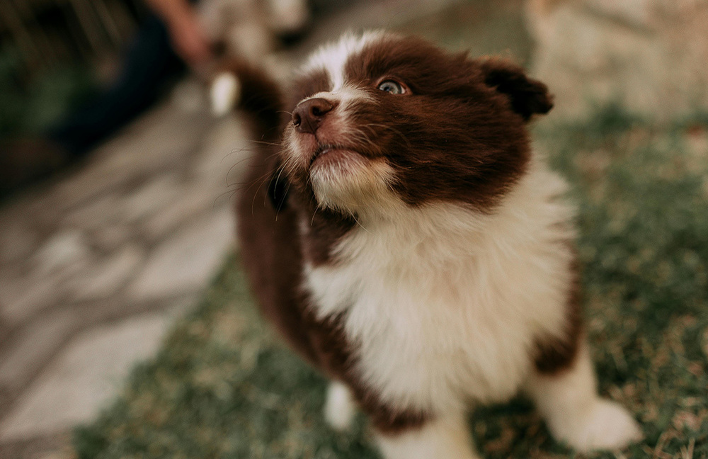 puppy