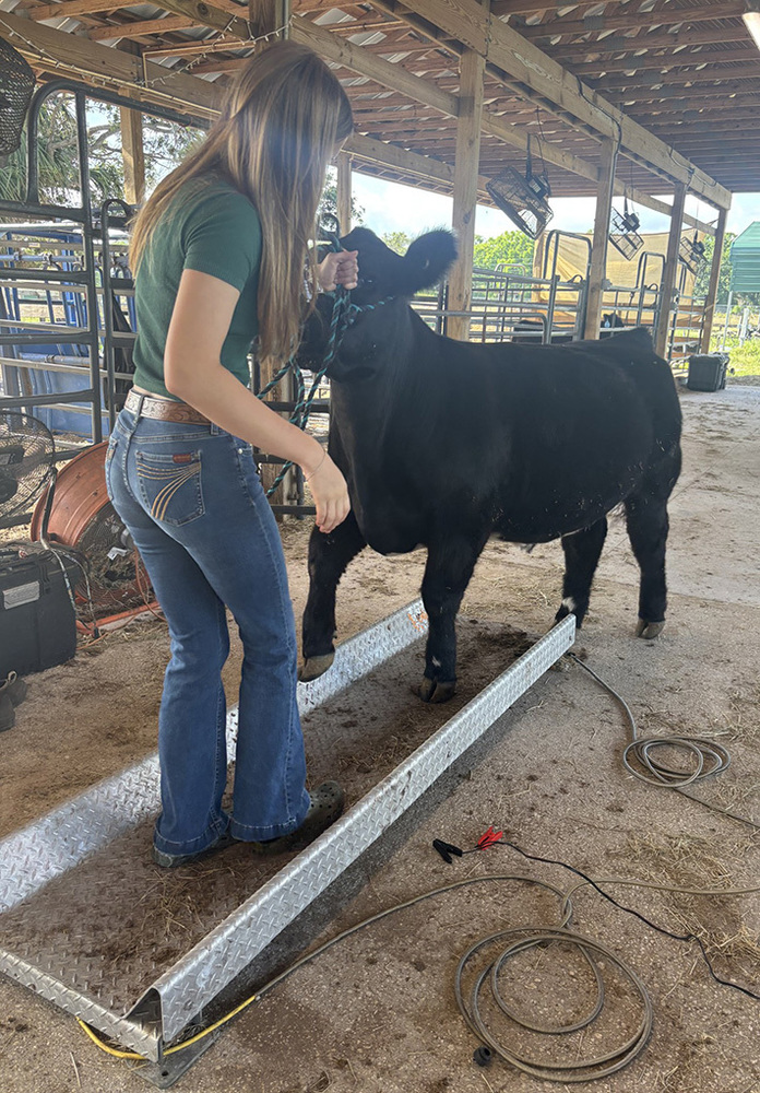cow