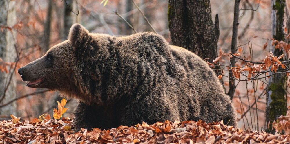 fat bear