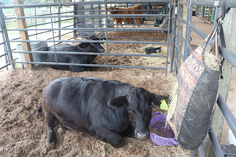 cow in lrhs barn