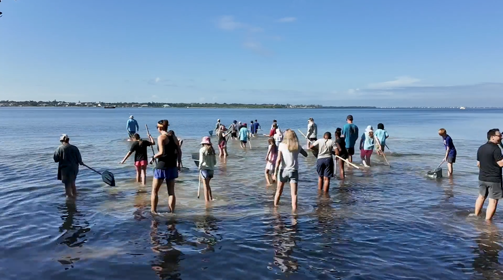 kids dip netting in Tampa Bay