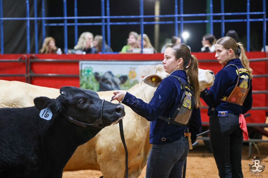 Two FFA members showing cows in an arena.