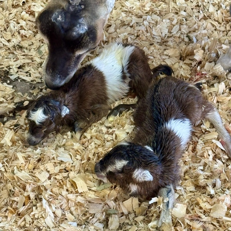 baby goats