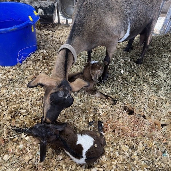 baby goats