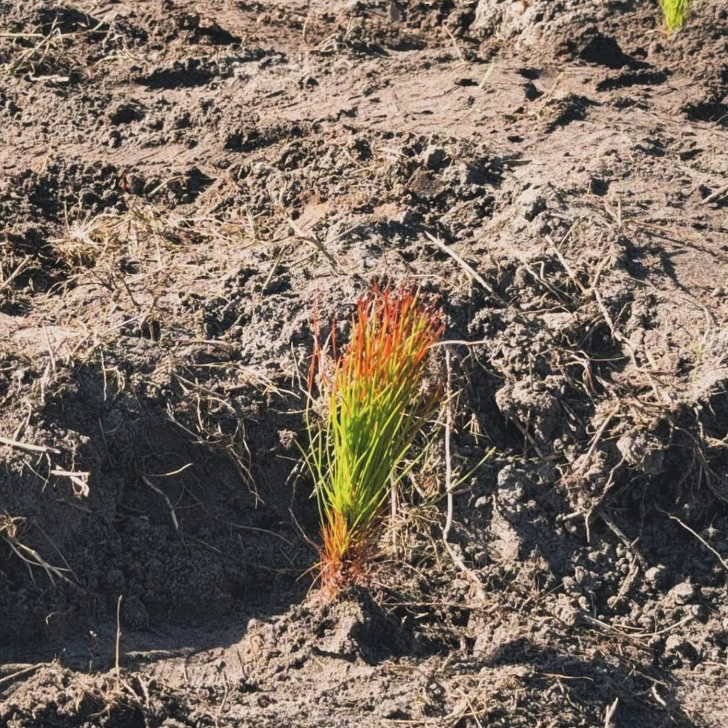 A pine sapling sticking out of the ground.