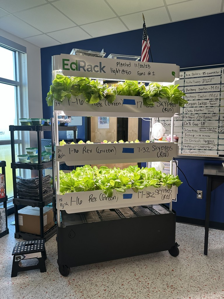 Lettuce growing in an EdRack.
