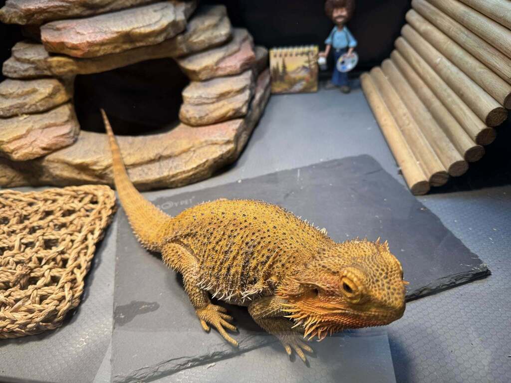 A yellow bearded dragon in a glass enclosure with a small statute of artist Bob Ross in the background.