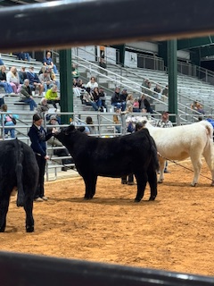 FFA students showing cows at the fair
