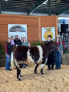 FFA members showing cows at the fair