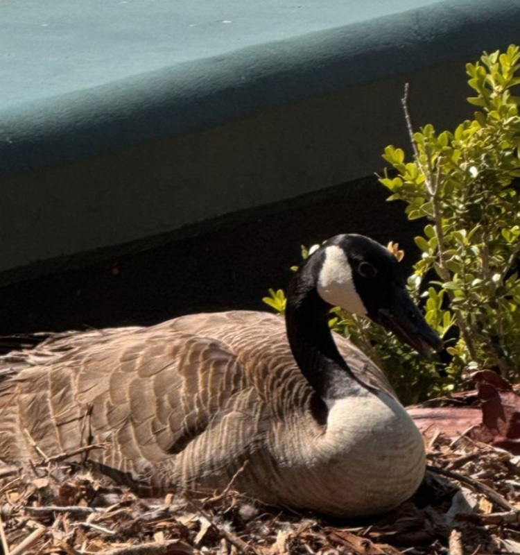 courtyard goose