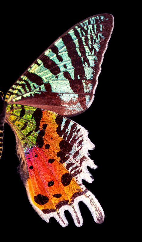 Madalyn Rangel's artwork of a butterfly wing