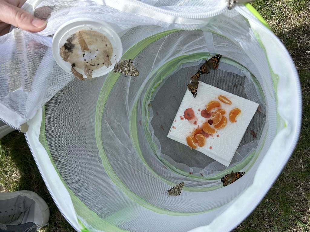 close up of butterflies and catepillars