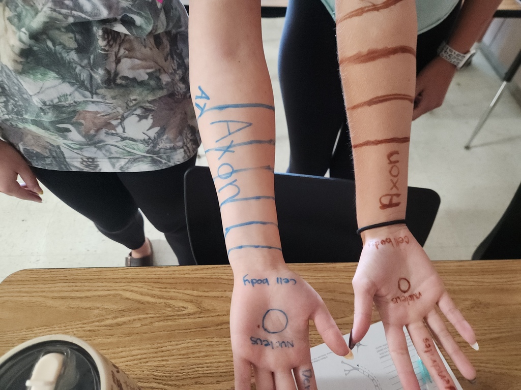 The arms of two students that have markings on them from a Science exploration.