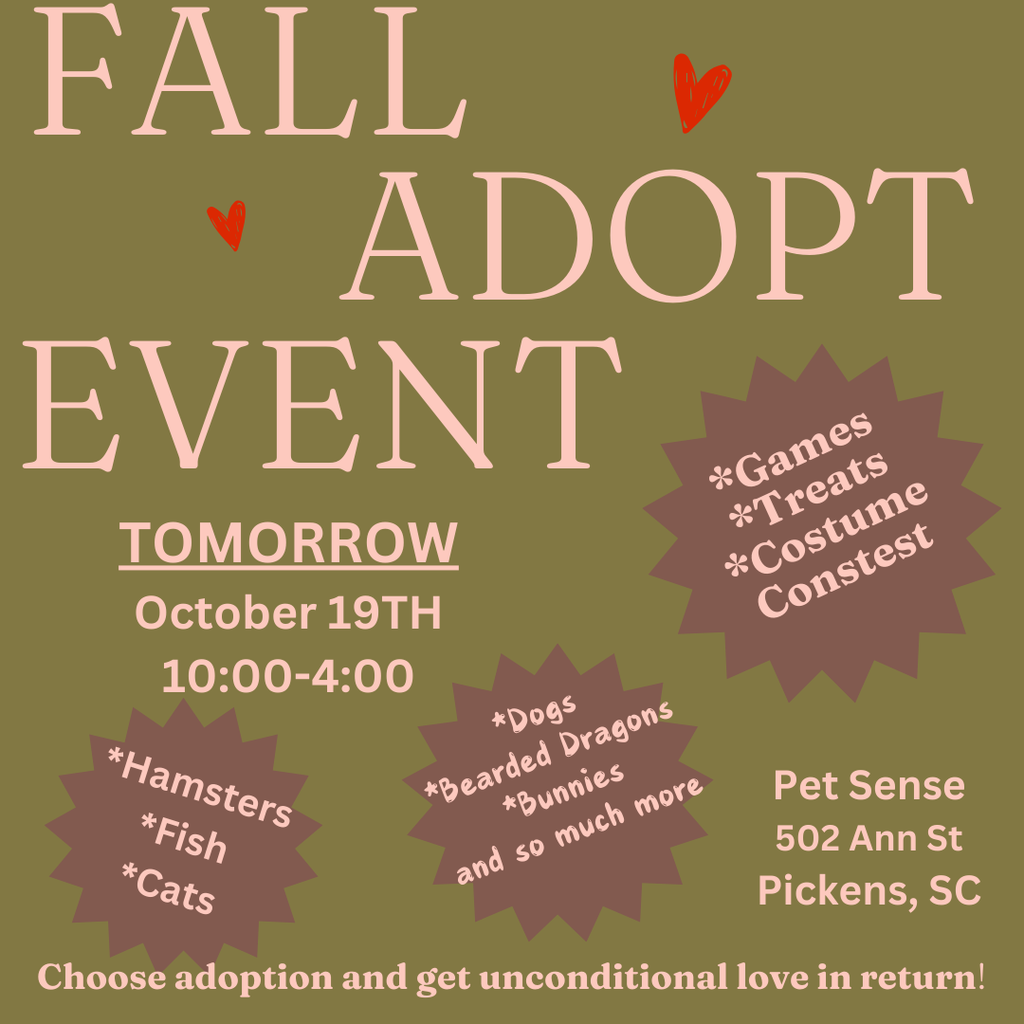 Pet Adoption