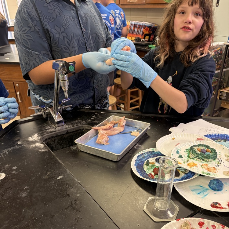 picture of students dissecting chicken legs and wings to learn about muscular and skeletal systems