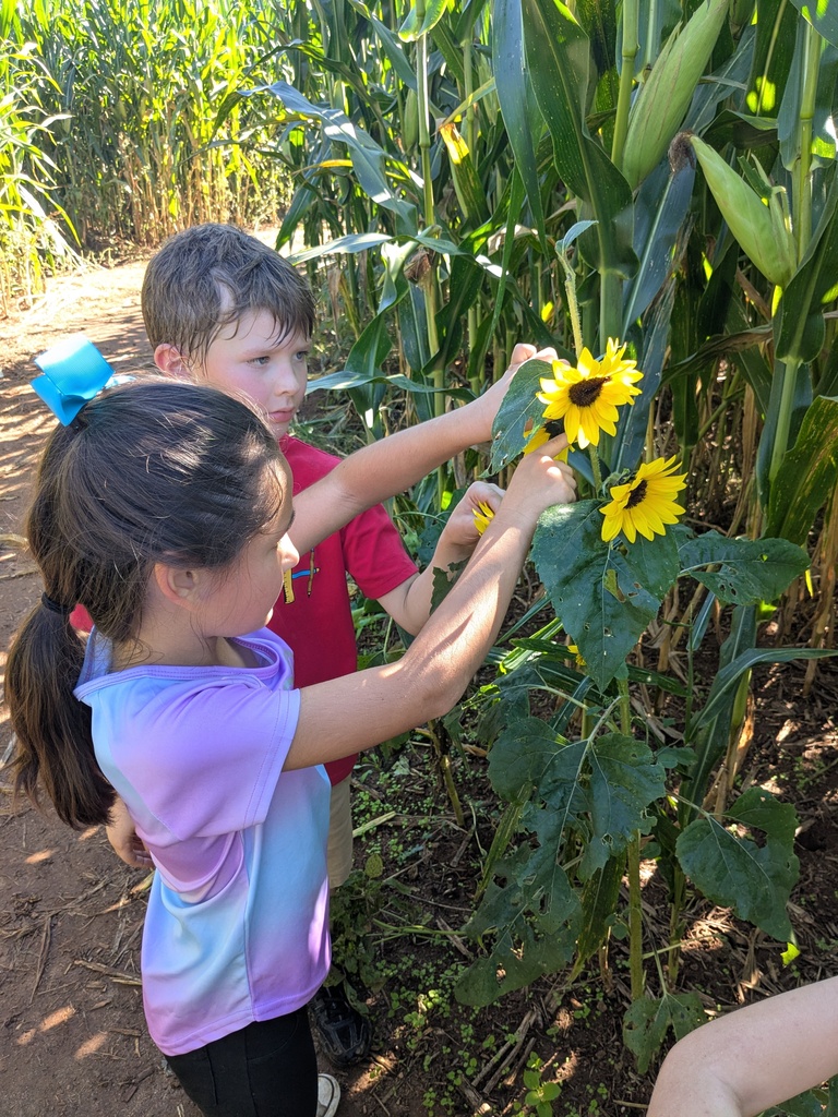students observe sunflowers in the maze