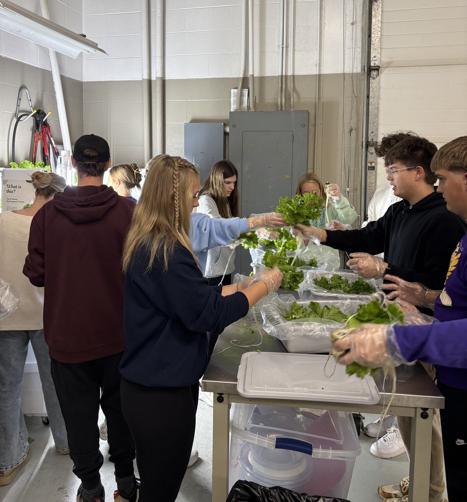 Food Science harvesting lettuce!