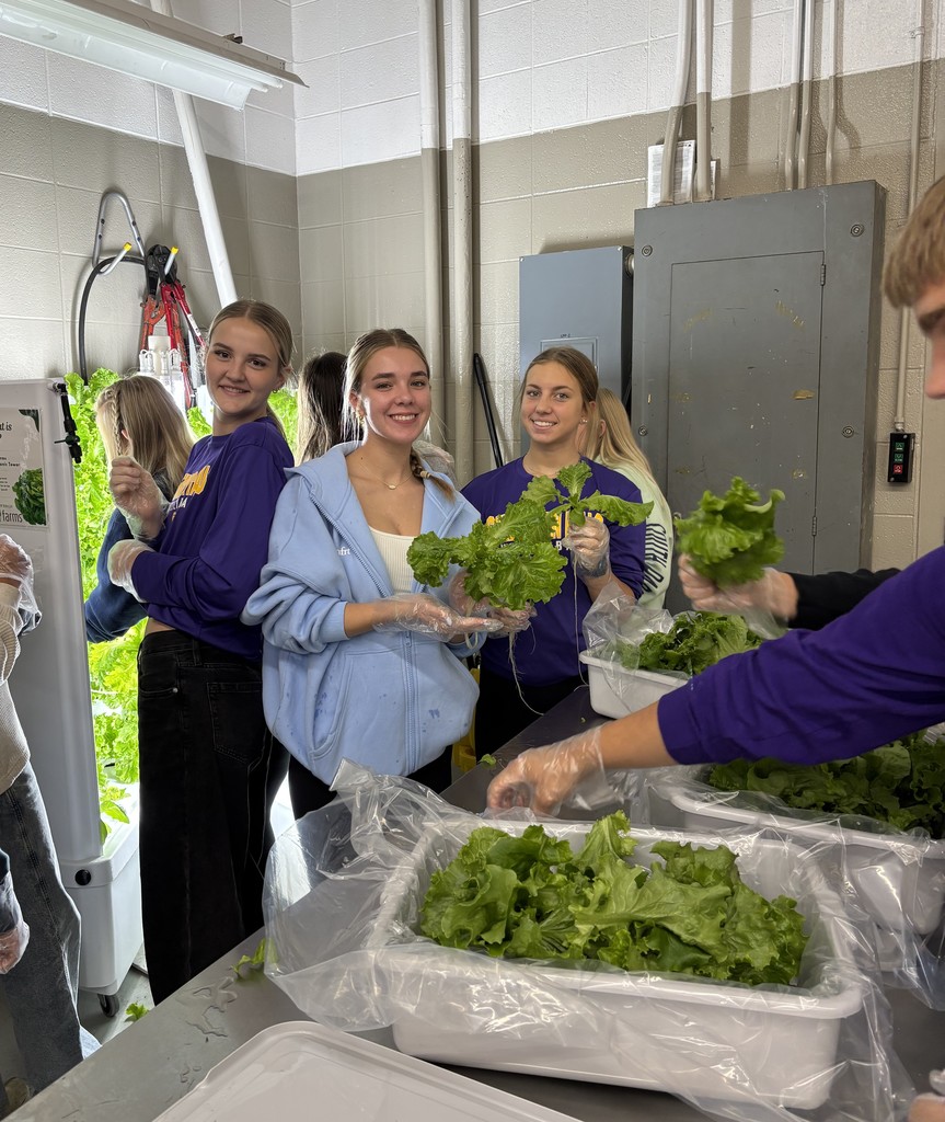 Food Science harvesting lettuce!