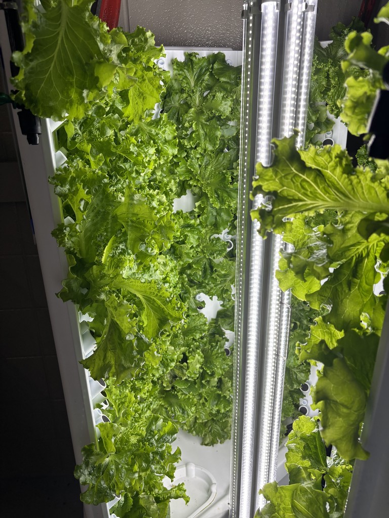 Food Science harvesting lettuce!