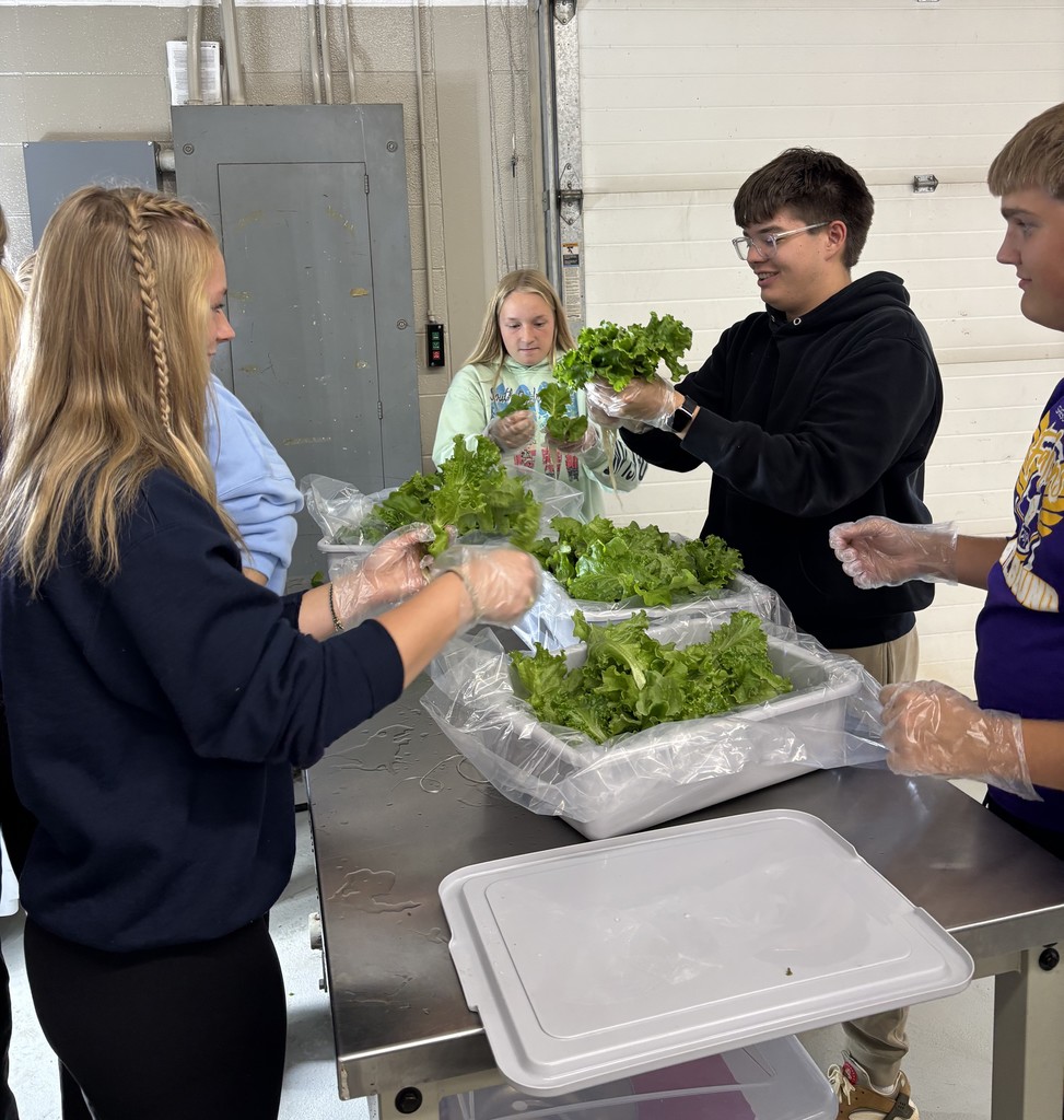 Food Science harvesting lettuce!