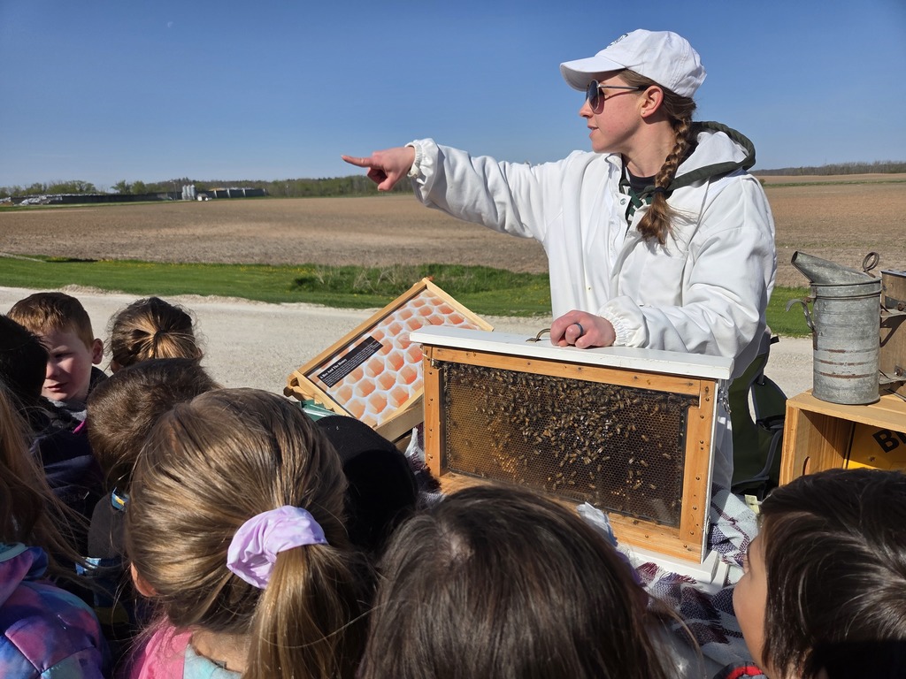 Learning about bees