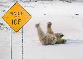 Bear slipping on ice.
