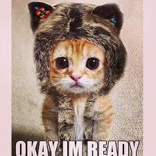 Cat with winter hat.