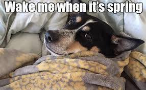 Dog wishing it were spring.