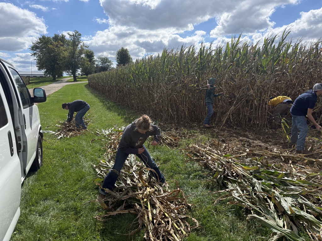 People are picking up corn stalks in a field. A white van is parked on the roadside.