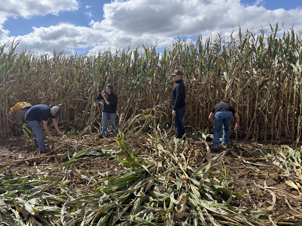 Four people work in a field of corn, bending over to gather crops. Tall stalks surround them.