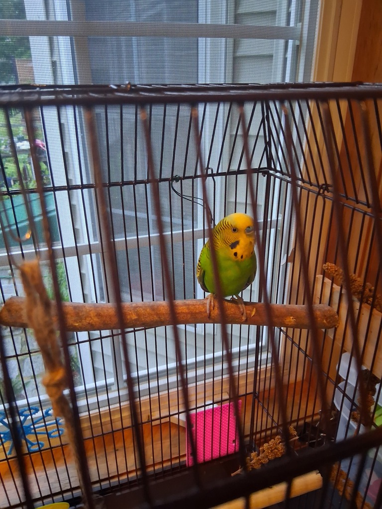 Lost parakeet