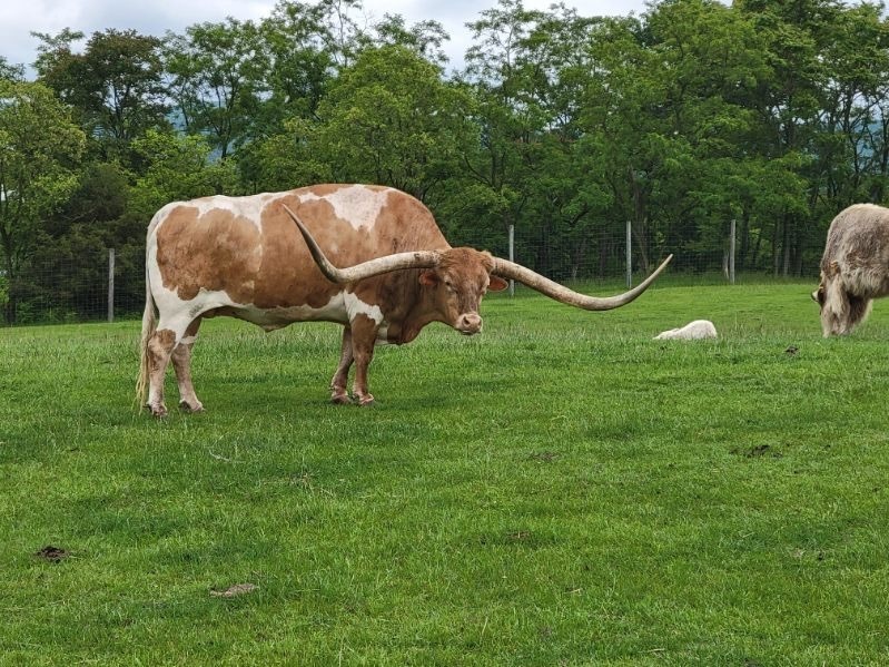 A Longhorn steer with distinctive long horns stands on green grass in a field, surrounded by trees. Another animal can be seen in the background, lying on the ground.
