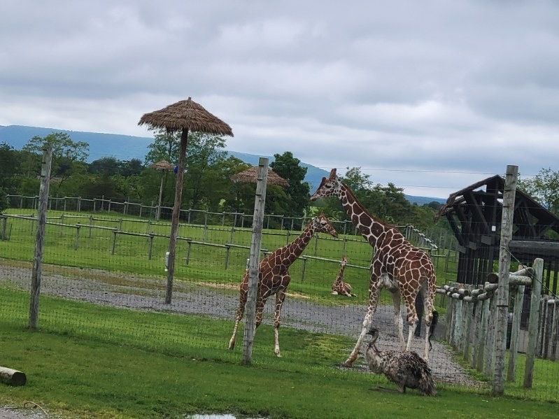 Two giraffes, one adult and one juvenile, standing in a grassy enclosure at a wildlife park. An emu is visible nearby, with a shelter and trees in the background under a cloudy sky.
