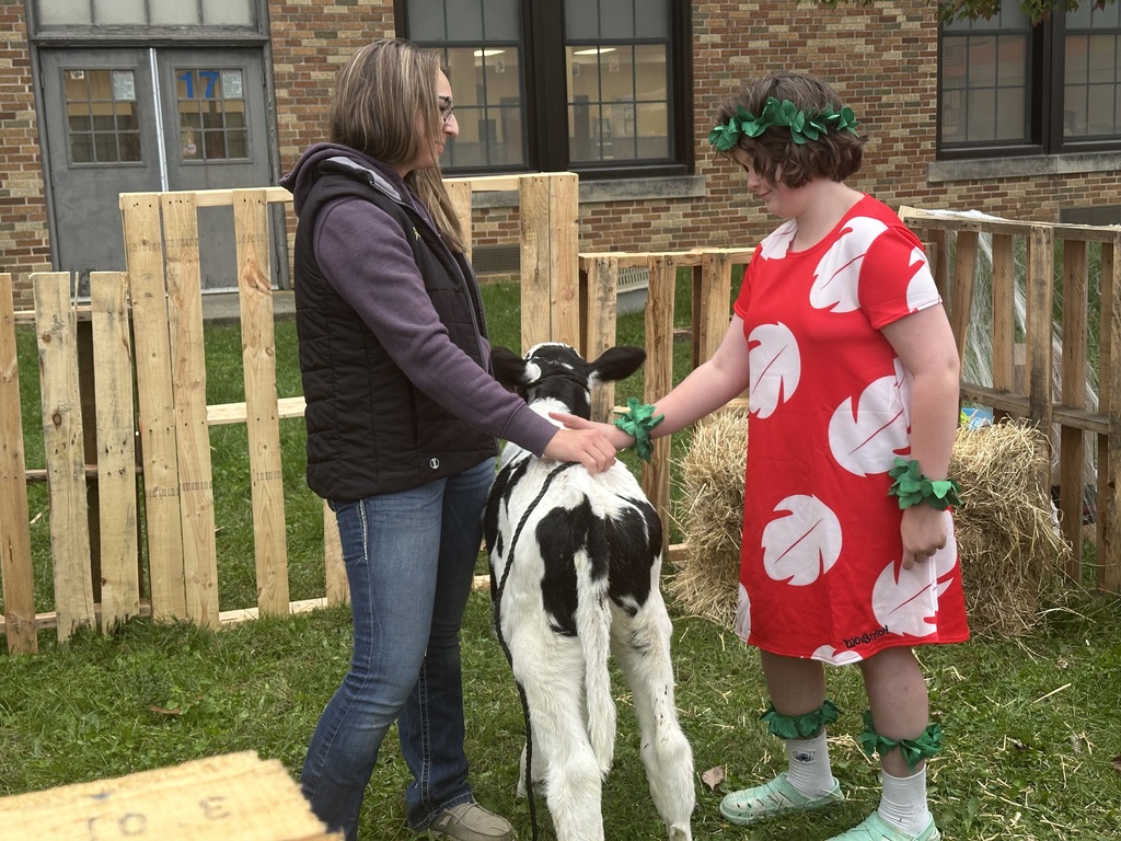 A woman and a child are interacting with a black and white calf during a festive, community Halloween gathering, surrounded by wooden fences and hay bales.