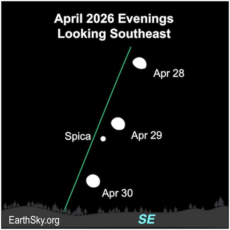 Later for the next few evenings (April 28-30), the waxing gibbous moon will be near Spica, the brightest star in Virgo the Maiden. The star could be hard to see in the moon’s bright glow. However, you can also catch them before dawn! SOURCE: EarthSky.org