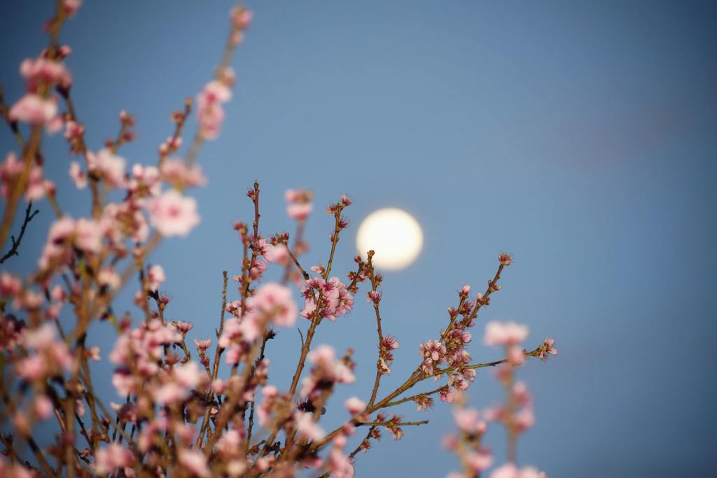 Check out the full moon tonight! Because at this time of year spring flowers appeared in abundance, it should be no surprise that tonight's full moon is referred to as the Flower Moon! Other May full moon names are ""Milk Moon"", ""Hare Moon"", or ""Corn Planting Moon.""