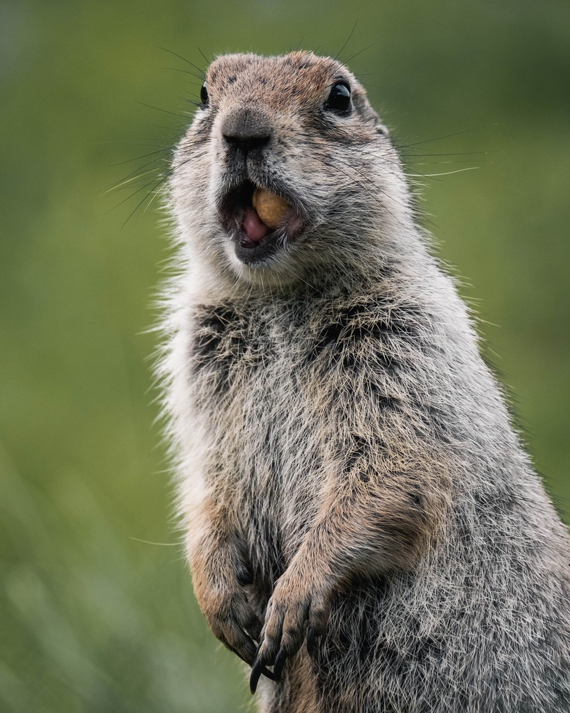 Groundhog