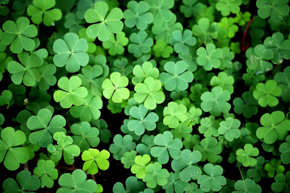 (image of a field of shamrocks)