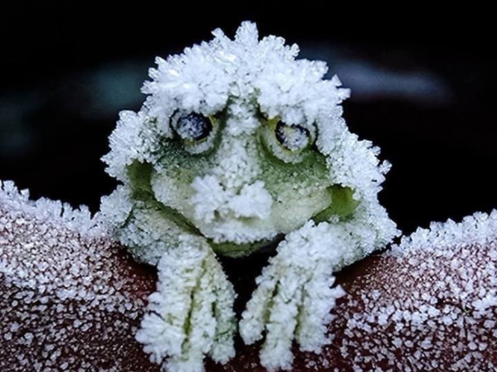 (Image of a frozen frog)