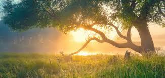 (picture of nature with the sun shining through the trees)