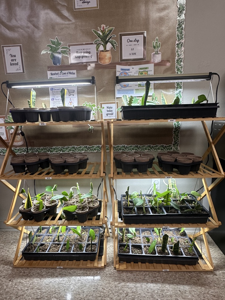 plants