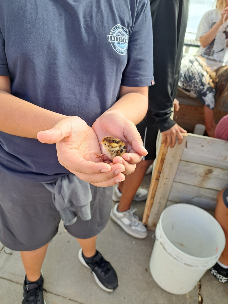 baby quails