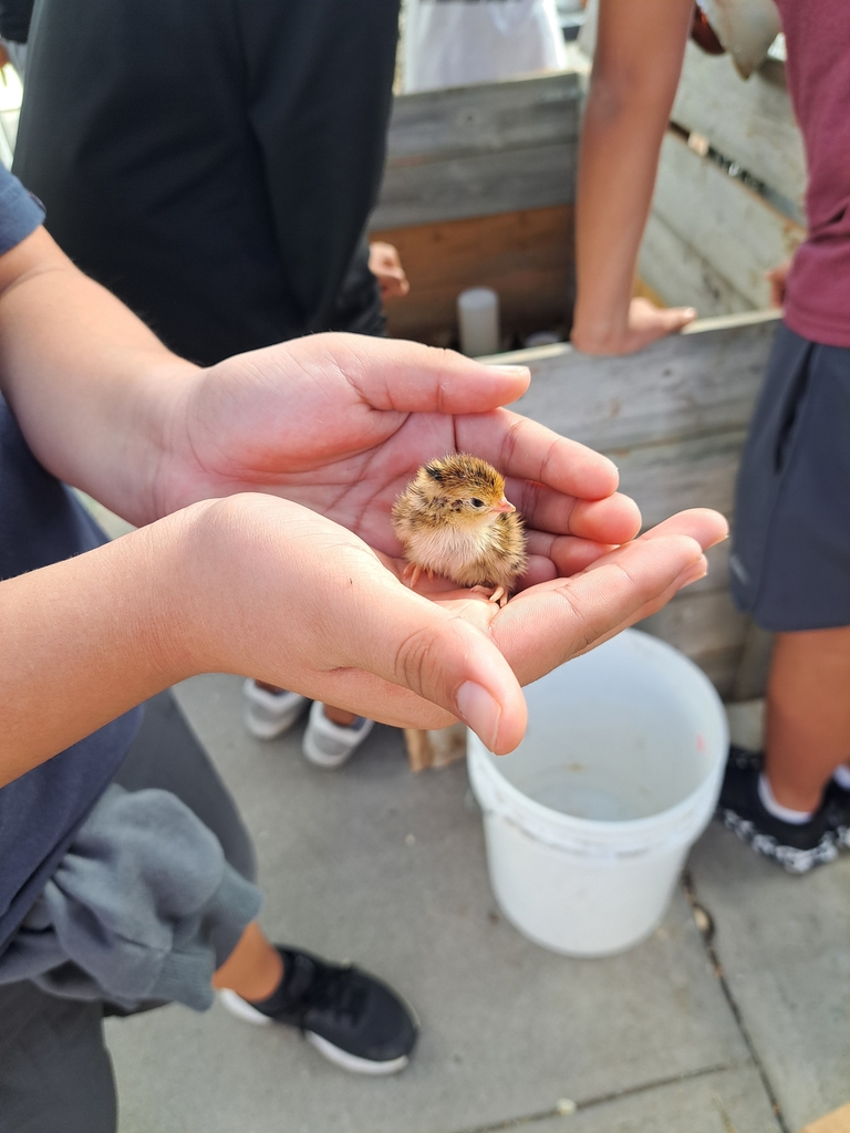 baby quails