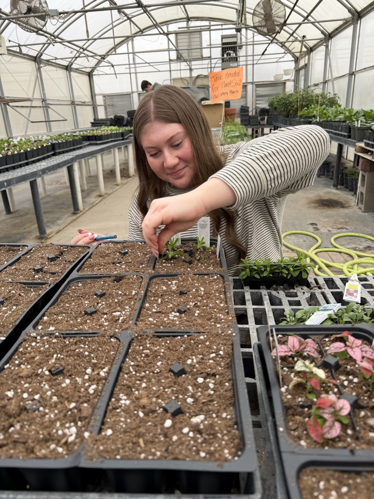  Miss Pieke’s plant classes have been hard at work in the greenhouse transplanting plant plugs and learning the process of helping them grow. 