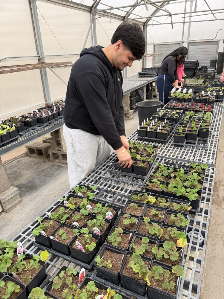  Miss Pieke’s plant classes have been hard at work in the greenhouse transplanting plant plugs and learning the process of helping them grow. 