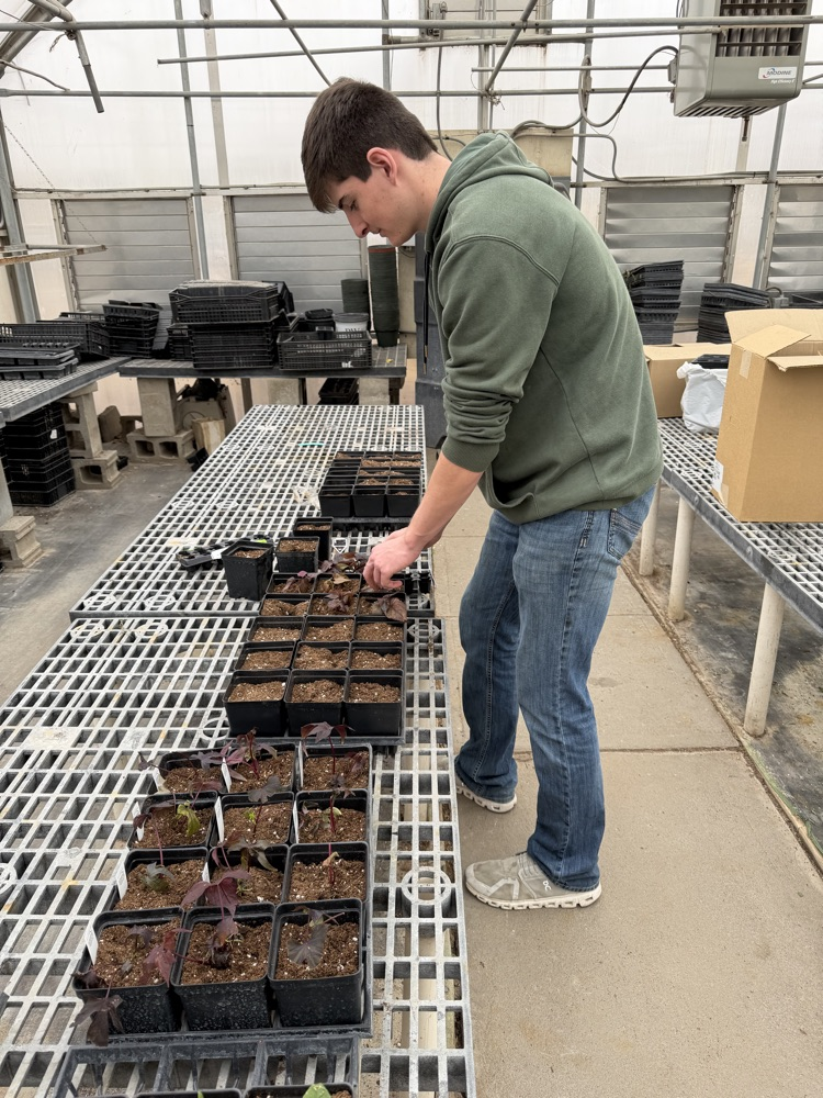  Miss Pieke’s plant classes have been hard at work in the greenhouse transplanting plant plugs and learning the process of helping them grow. 