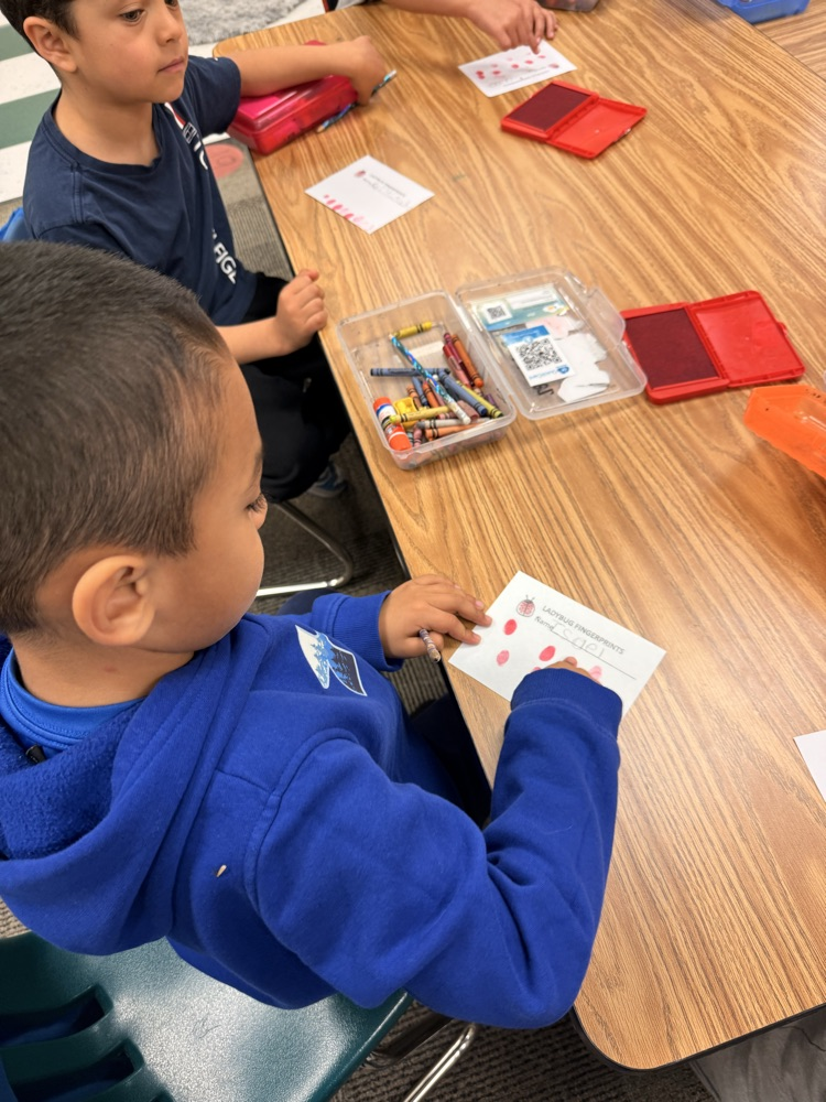Kindergarten students learned about the life cycle of ladybugs today. They listened to a story and then created ladybug fingerprints. 🐞